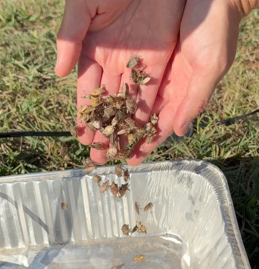 Stink bugs collected in the roasting pan after a couple of days